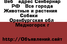 Веб – адрес Сенбернар.РФ - Все города Животные и растения » Собаки   . Оренбургская обл.,Медногорск г.